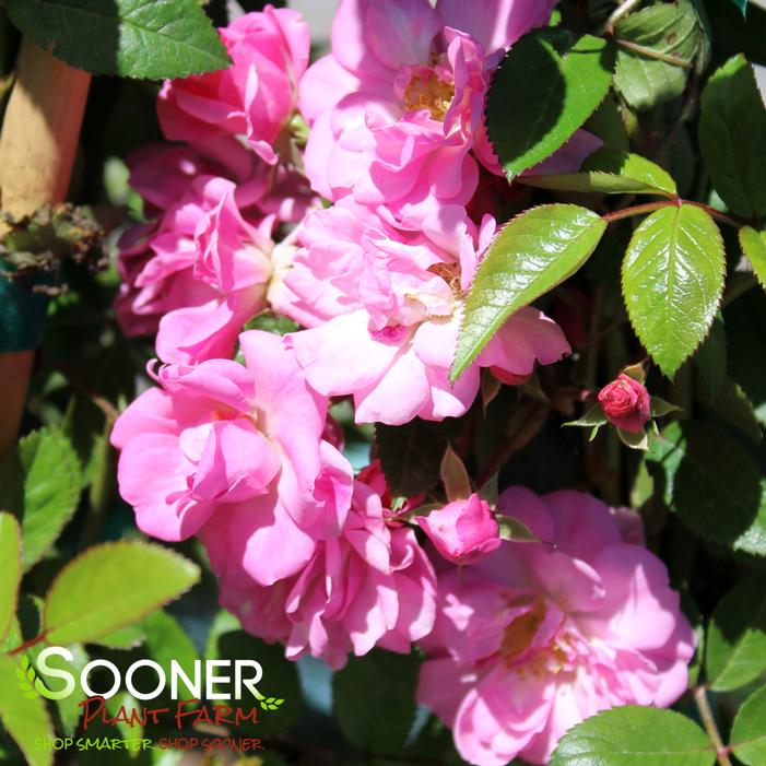 PEGGY MARTIN CLIMBING ROSE