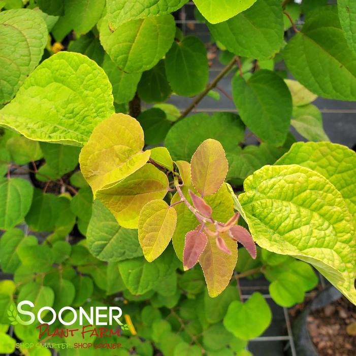 CLAIM JUMPER™ GOLDEN KATSURA TREE