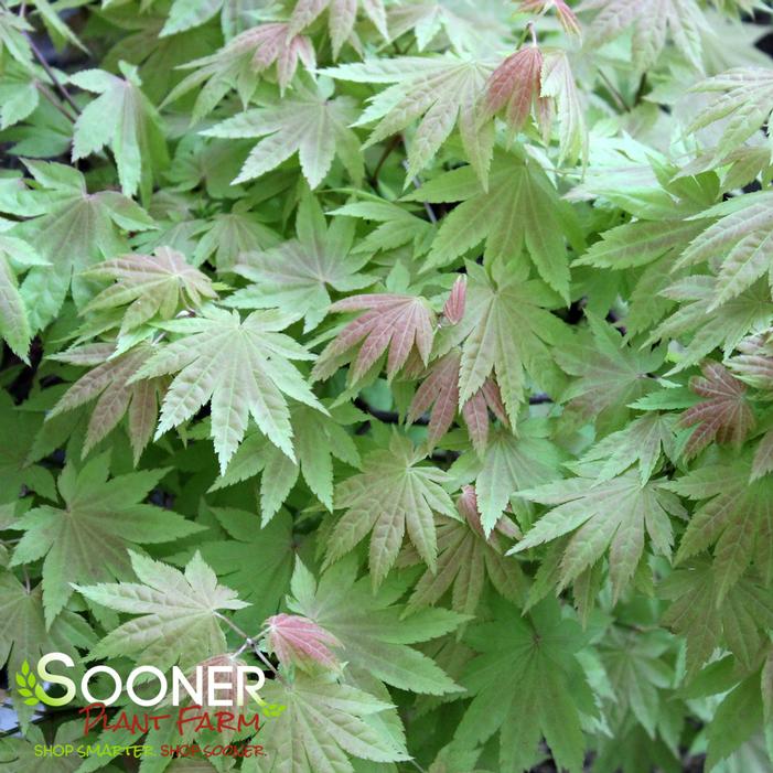BLUE MOON UPRIGHT JAPANESE MAPLE