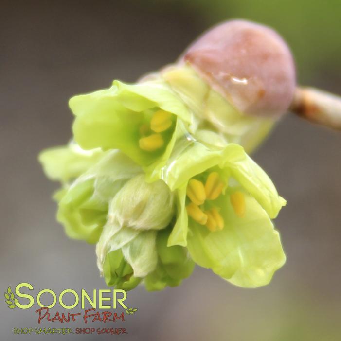 LONGWOOD CHIMES FRAGRANT WINTERHAZEL