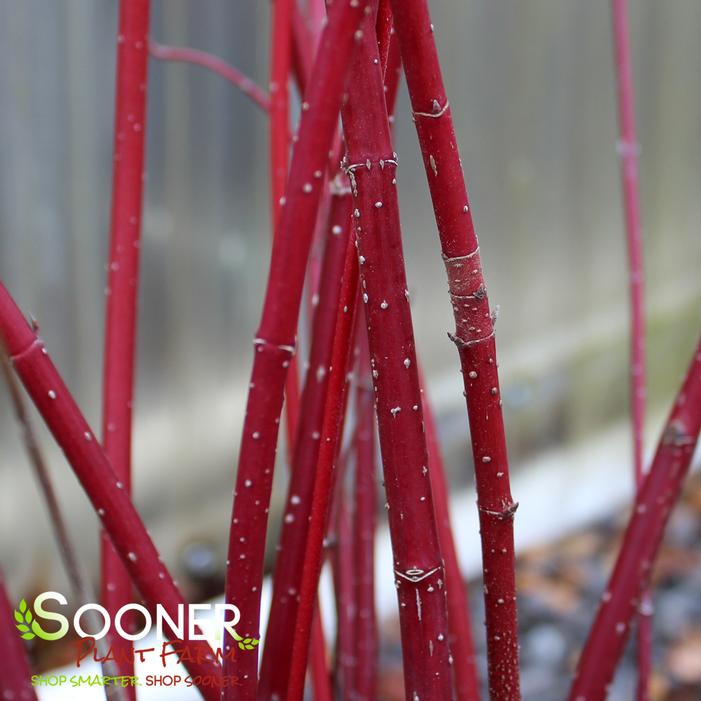 NEON BURST™ DOGWOOD