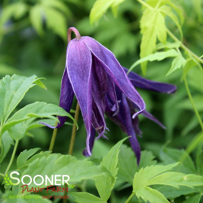 SPARKY® BLUE CLEMATIS