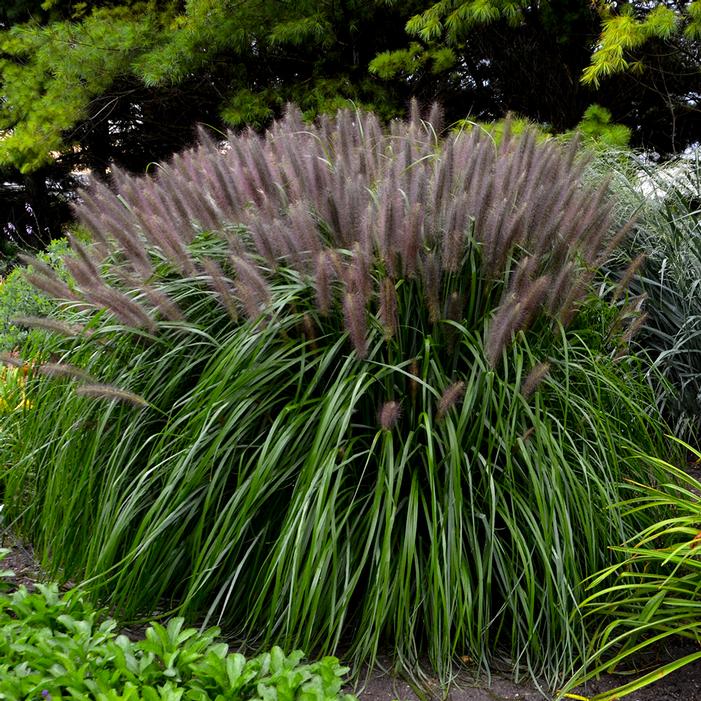 RED HEAD FOUNTAIN GRASS