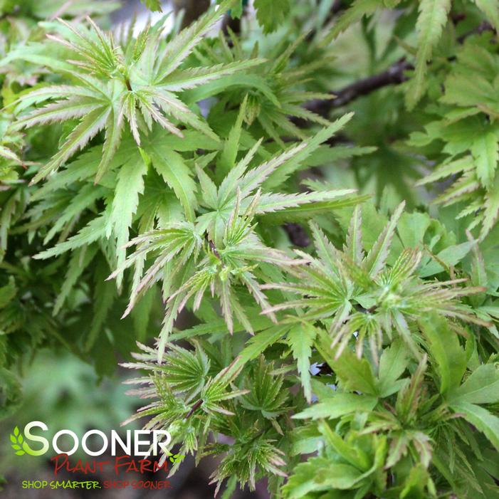 SHARP'S PYGMY DWARF UPRIGHT JAPANESE MAPLE