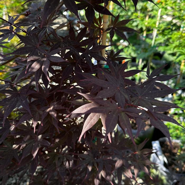 NURESAGI JAPANESE MAPLE
