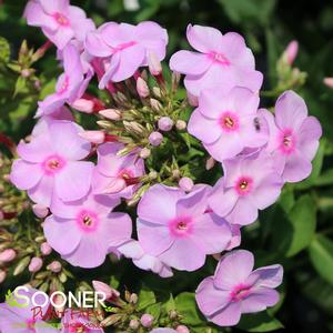 LUMINARY® OPALESCENCE GARDEN PHLOX