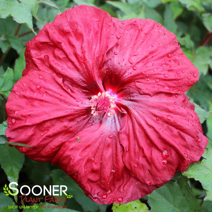 BLACKBERRY MERLOT HARDY HIBISCUS