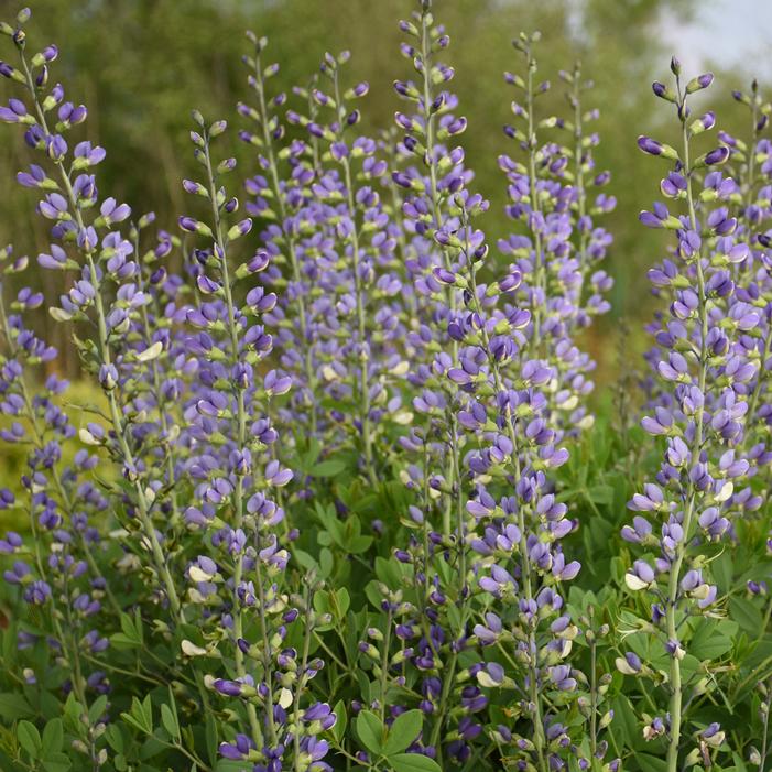 DECADENCE® DELUXE BLUE BUBBLY FALSE INDIGO