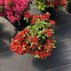 PERFECTO MUNDO® ORANGE AZALEA