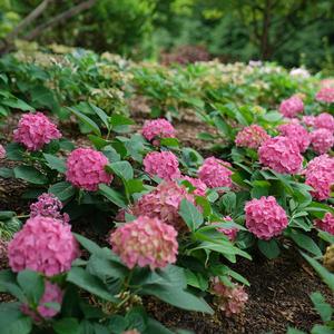 LET'S DANCE ¡ARRIBA!® HYDRANGEA