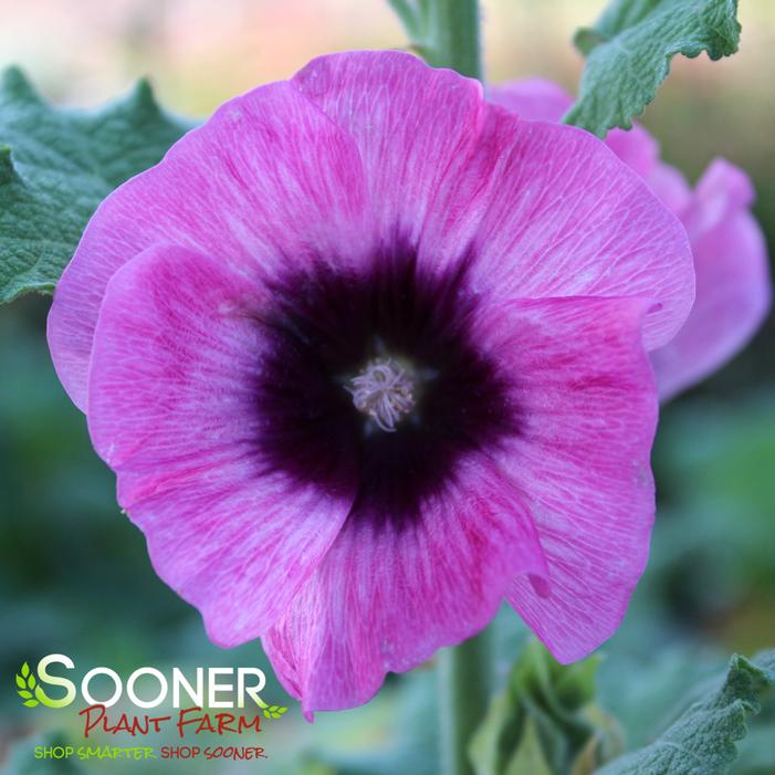 HALO CERISE HOLLYHOCK