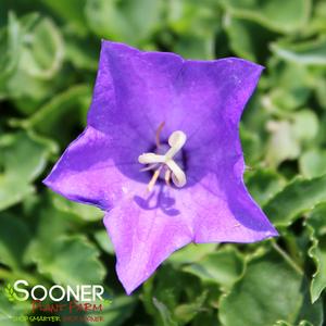 VIOLET TEACUPS BELLFLOWER