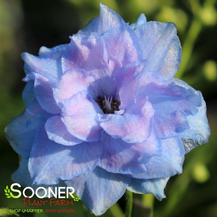 NEW MILLENNIUM™ BLUE LACE DELPHINIUM