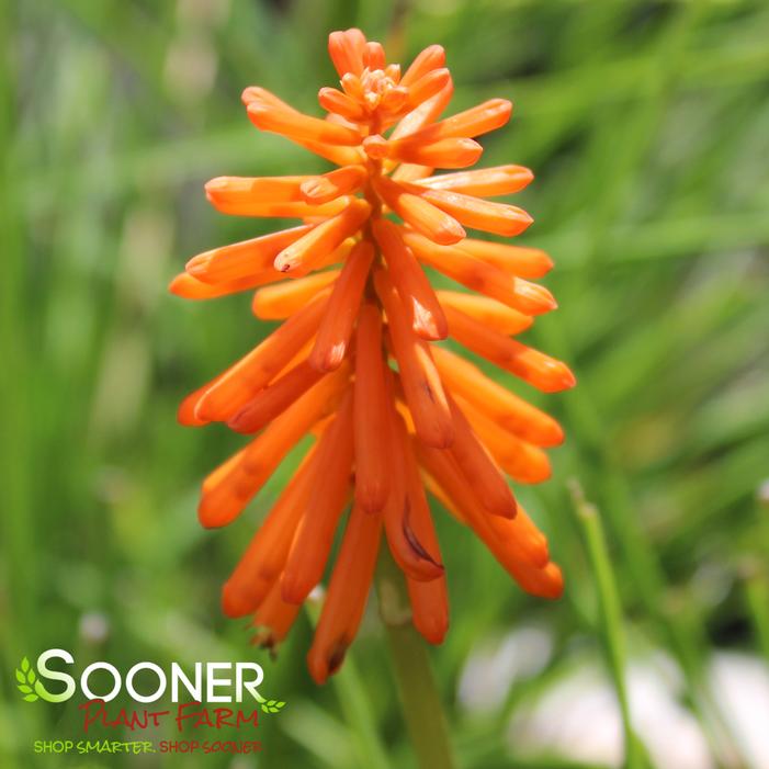 JOKER'S WILD RED HOT POKER