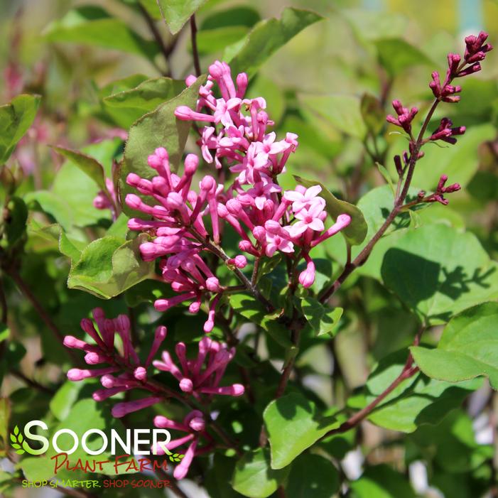 FLOWERFESTA® PINK DWARF LILAC