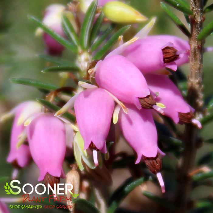 PIRBRIGHT ROSE WINTER HEATH