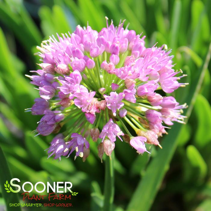 MILLENIUM ORNAMENTAL ONION