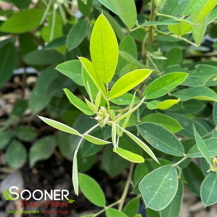 GIBRALTAR BUSH CLOVER
