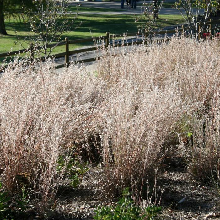 LITTLE BLUESTEM