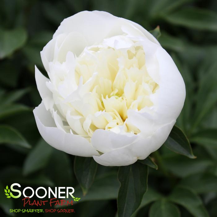 DUCHESS DE NEMOURS GARDEN PEONY