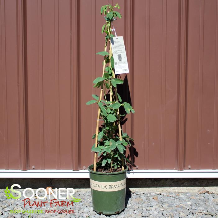WHITE FLOWERING CHOCOLATE VINE