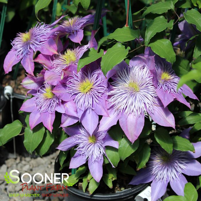 CRYSTAL FOUNTAIN™ CLEMATIS
