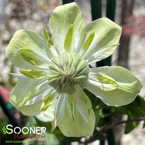 ALBA PLENA CLEMATIS