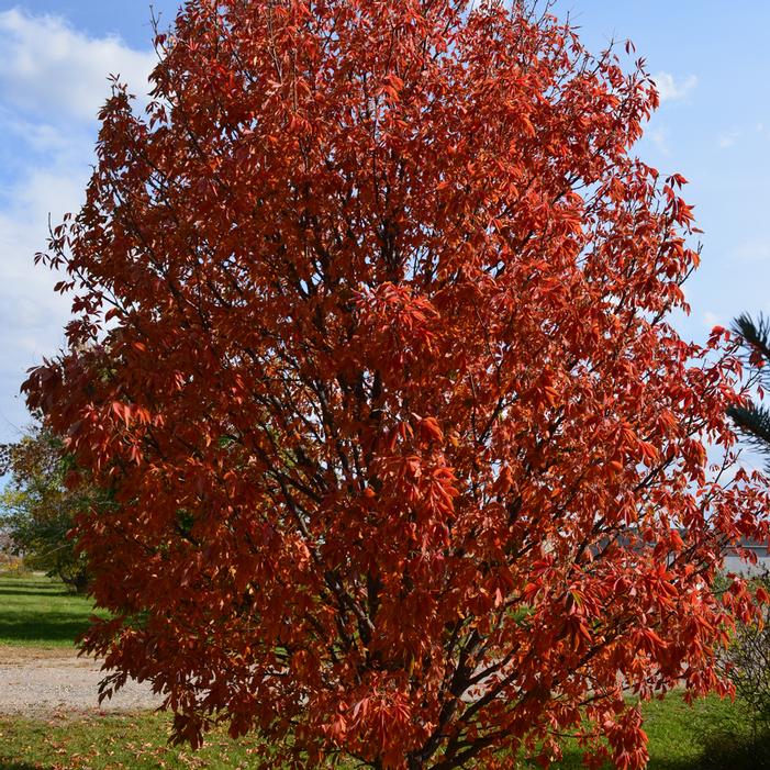 LAVABURST® OHIO BUCKEYE