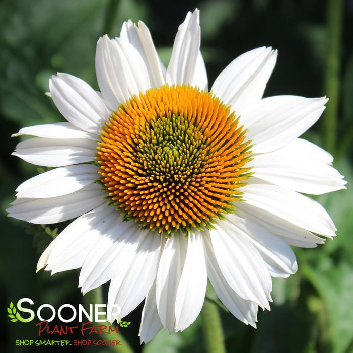 FRAGRANT ANGEL CONEFLOWER