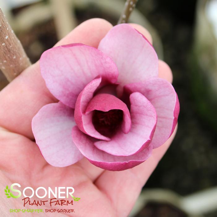 TINKERBELLE MAGNOLIA