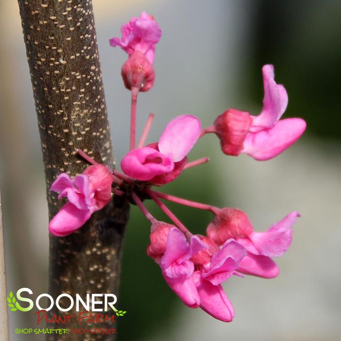 TENNESSEE PINK REDBUD