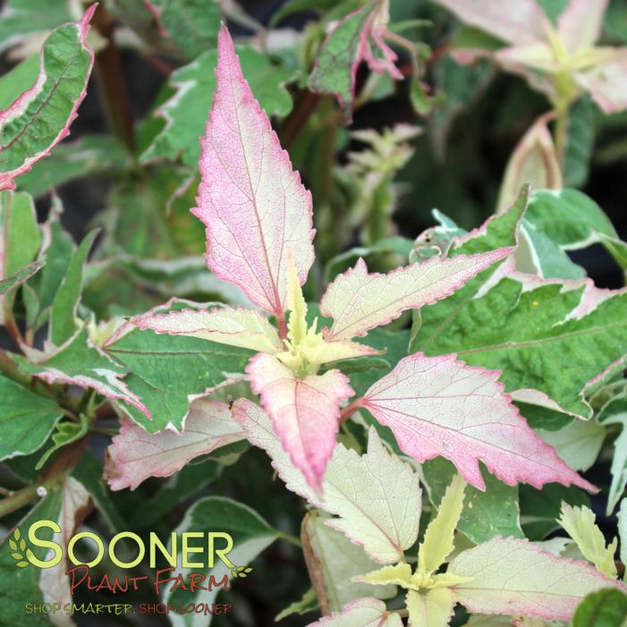 Image property of Sooner Plant Farm, Inc.