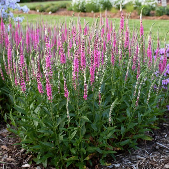 ARTIST PERFECTLY PICASSO SPEEDWELL