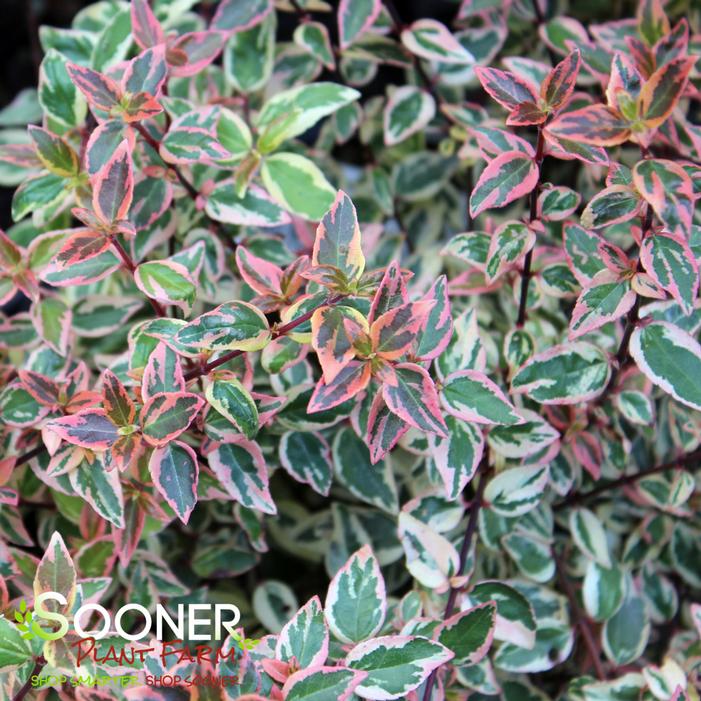 TRES AMIGOS® ABELIA