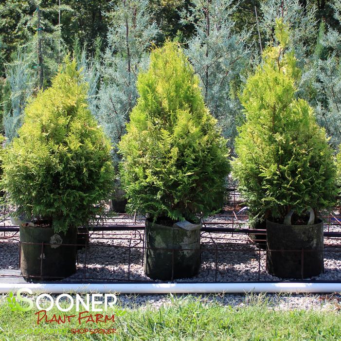 SOFT SERVE® GOLD FALSE CYPRESS