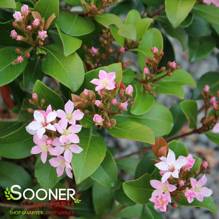 LA VIDA GRANDE® INDIAN HAWTHORN