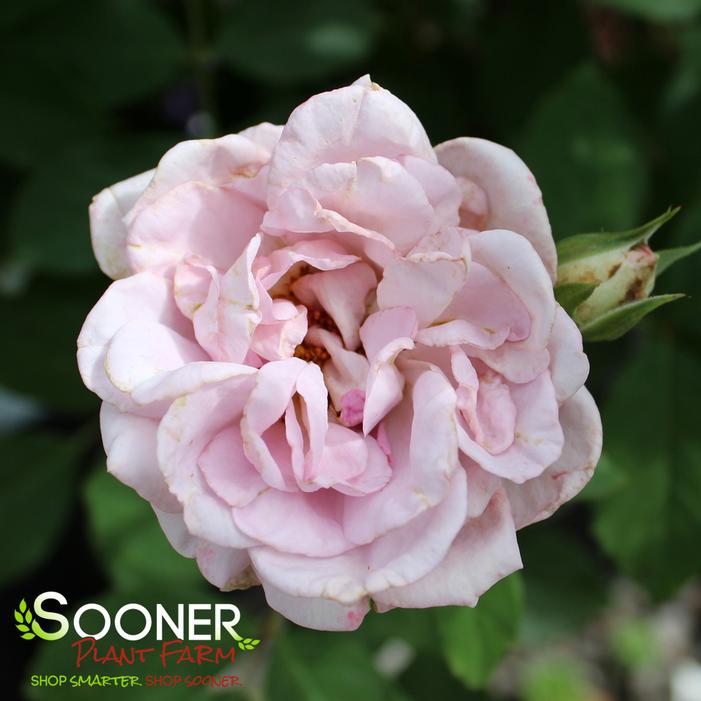 SILVER LINING™ FLORIBUNDA ROSE