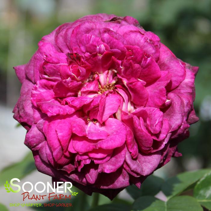 TWILIGHT ZONE GRANDIFLORA ROSE
