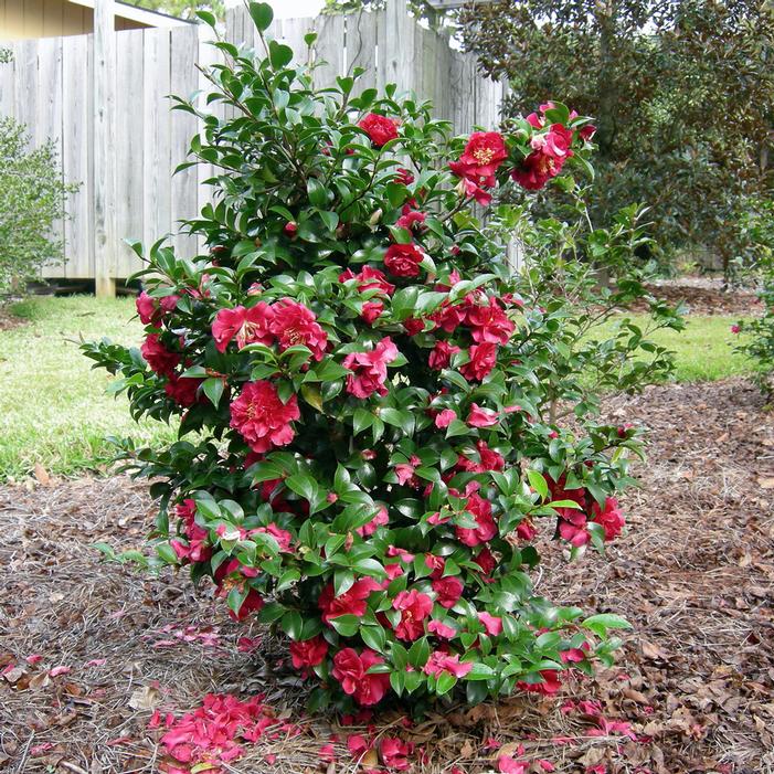 OCTOBER MAGIC® RUBY™ CAMELLIA