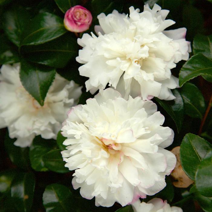OCTOBER MAGIC® SNOW™ CAMELLIA