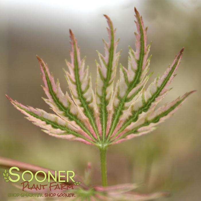 HIGASA YAMA UPRIGHT JAPANESE MAPLE