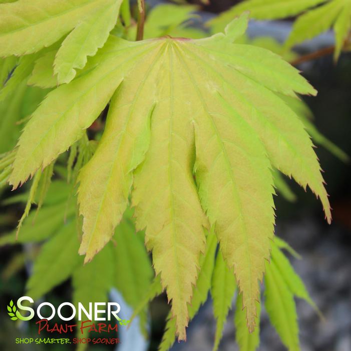 YELLOW BIRD UPRIGHT JAPANESE MAPLE