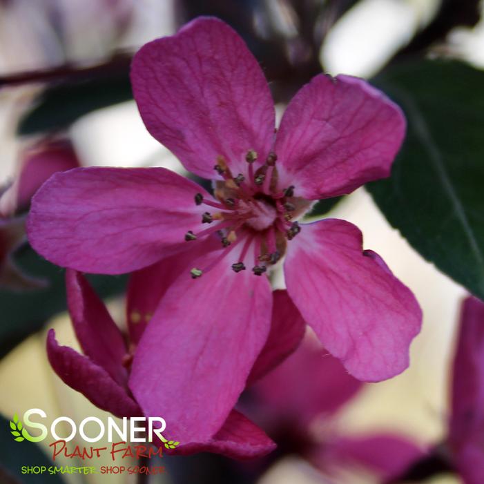 PURPLE PRINCE CRABAPPLE