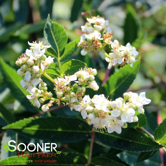 SHOWY MOUNTAIN ASH
