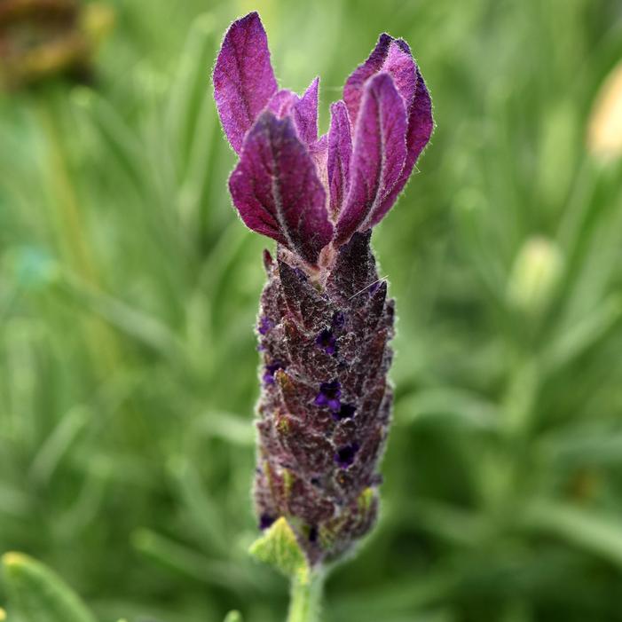 PRIMAVERA SPANISH LAVENDER