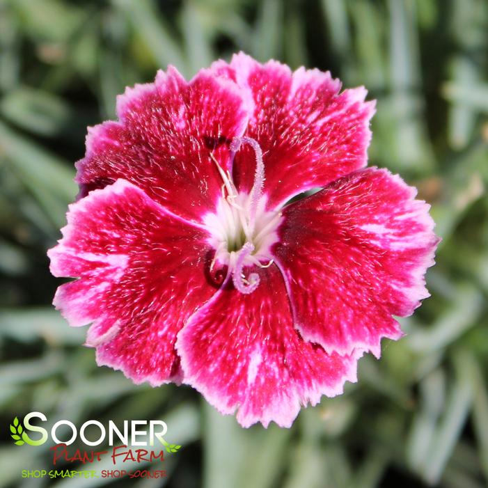 MOUNTAIN FROST™ RUBY GLITTER DIANTHUS