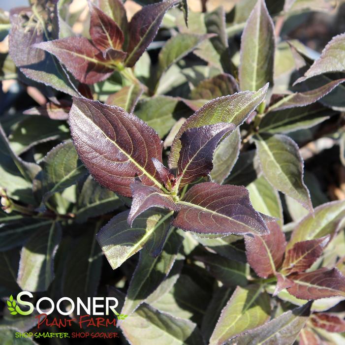 STUNNER™ WEIGELA