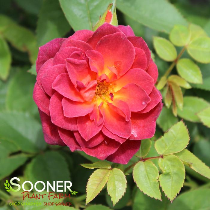 MIDNIGHT FIRE™ MINIATURE ROSE