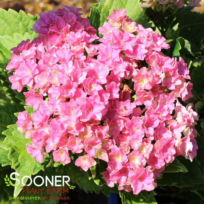 STARFIELD™ HYDRANGEA
