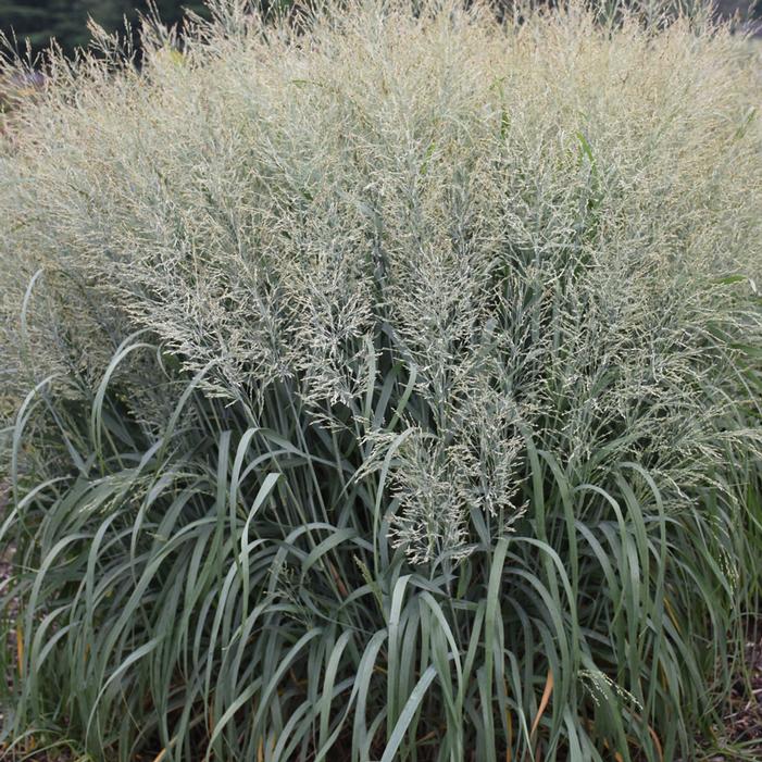PRAIRIE WINDS® NIAGARA FALLS SWITCH GRASS